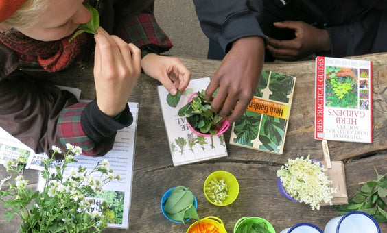 Hackney Herbal