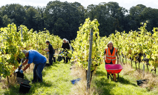 Forty Hall Vineyard